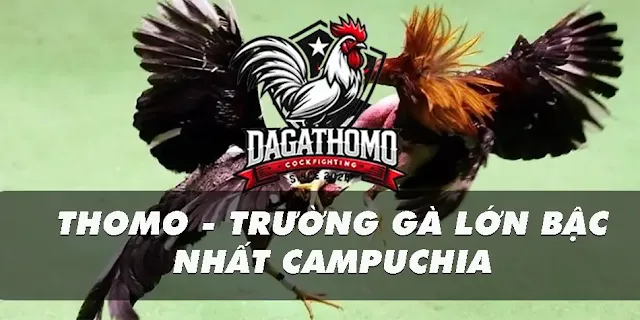 Trường Gà Thomo – Trường Đá Gà Nổi Tiếng Bậc Nhất Đông Nam Á